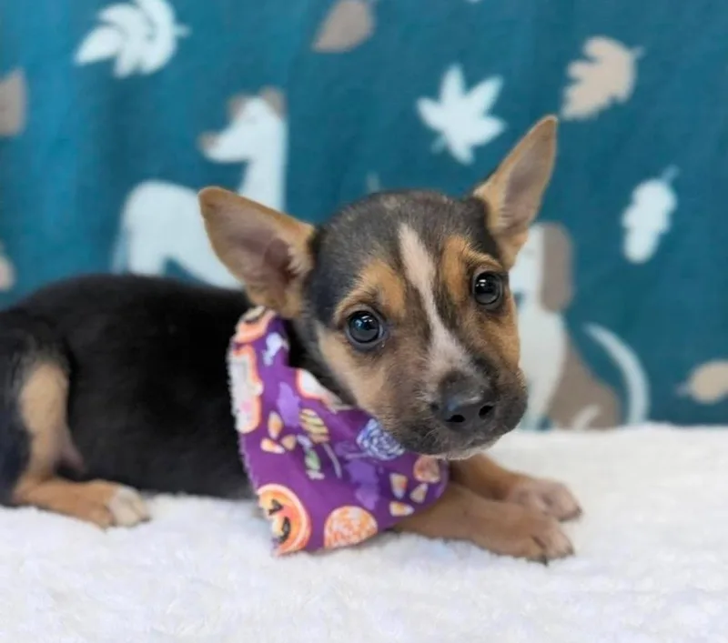 A baby medium-sized male Beagle dog named Sourdough for adoption in Sedalia, CO