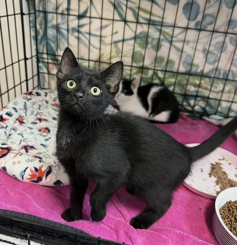 A baby small-sized male Black Domestic Short Hair cat named Rowdy for adoption in Woodbridge, VA