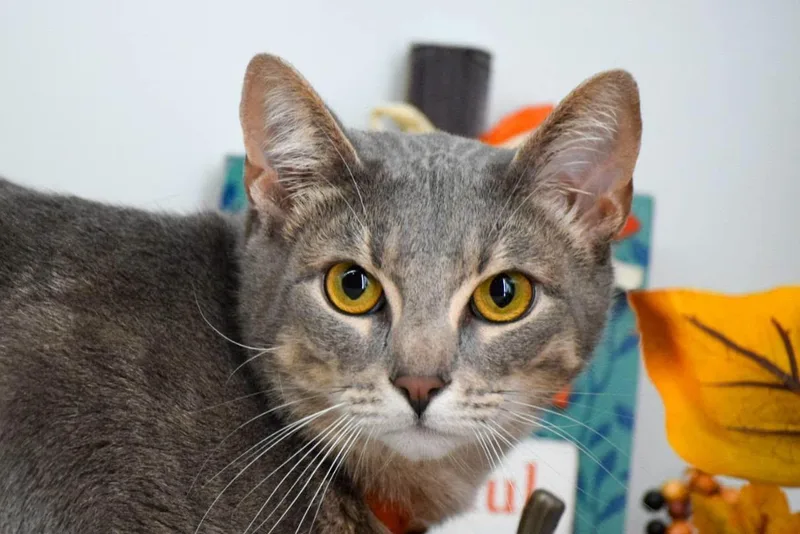 A young large-sized male Domestic Short Hair cat named Hyphen for adoption in Sevierville, TN