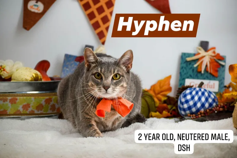 Hyphen thumbnail 3