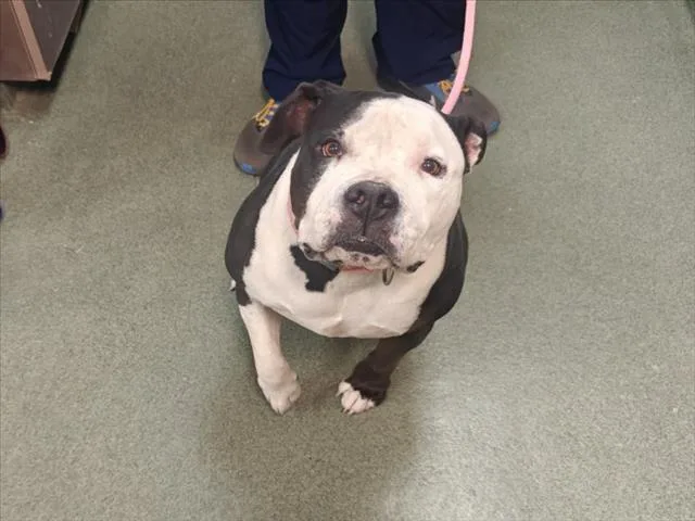 An adult extra large-sized male Mixed Breed dog named Totoro for adoption in Santa Fe, NM