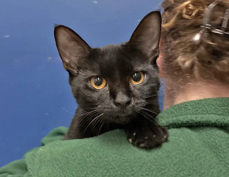 An adult medium-sized female Black Domestic Short Hair cat named Dolly Purrton for adoption in Columbus, IN