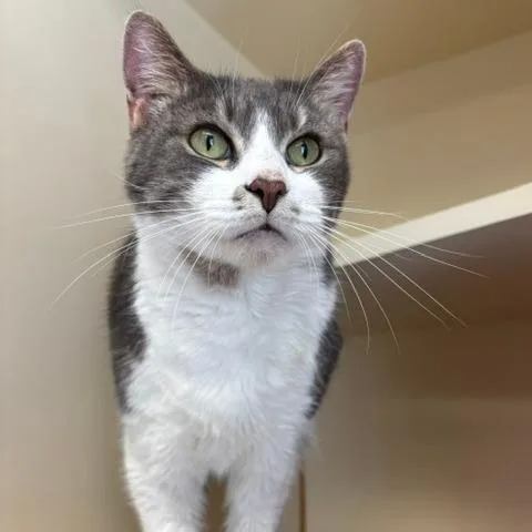 A senior medium-sized female Brown / Chocolate Domestic Short Hair cat named Cara for adoption in South Elgin, IL