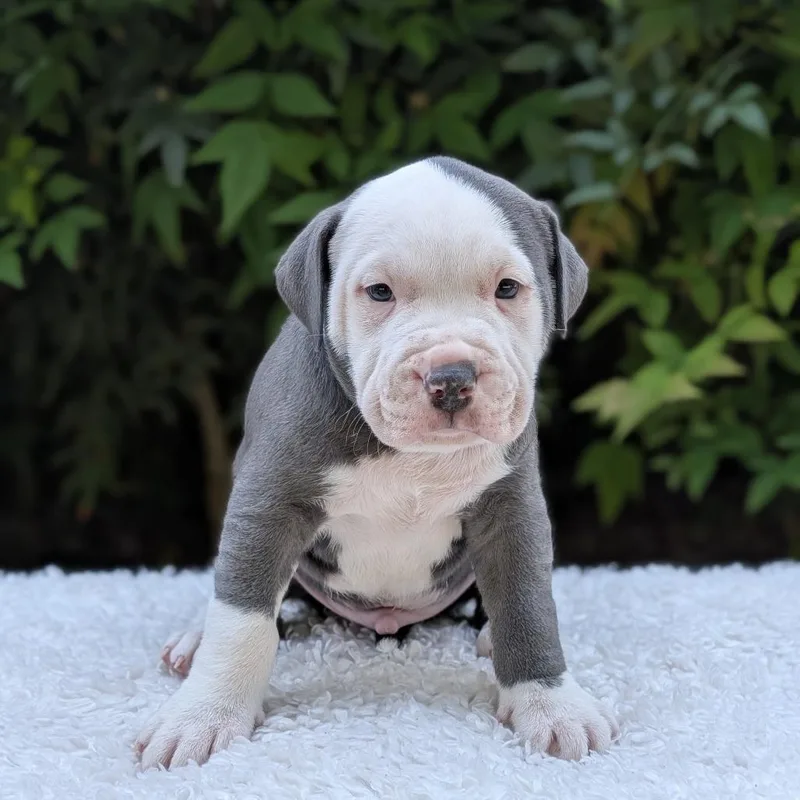 Mango Moo Moo thumbnail 3