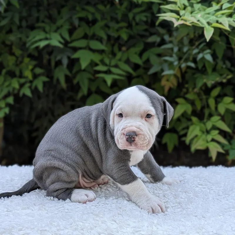 Mango Moo Moo thumbnail 4