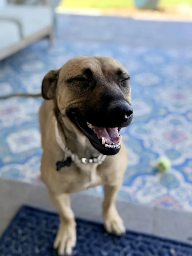 An adult medium-sized female Shepherd dog named Carmella for adoption in Broomfield, CO