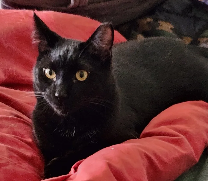 Wilbur And Orville thumbnail 2