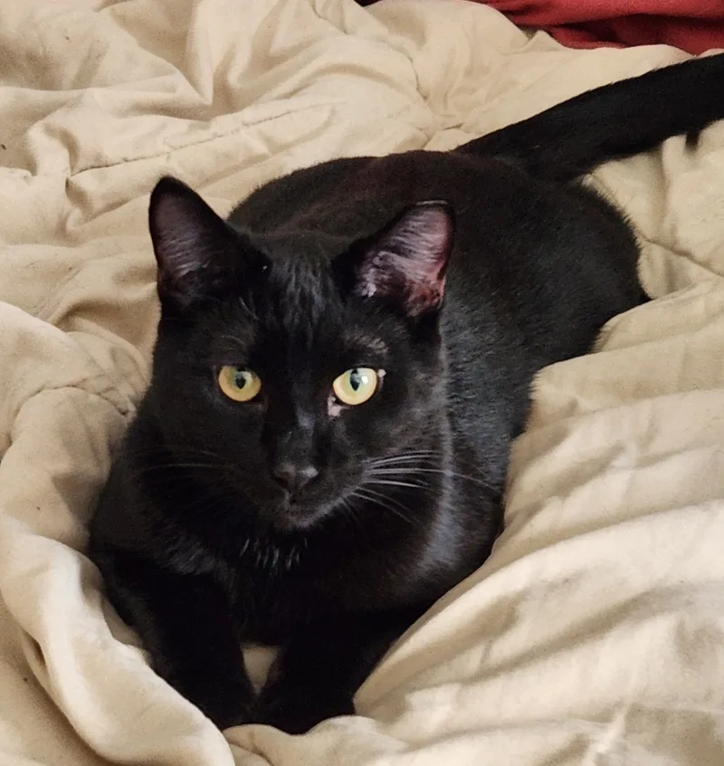 Wilbur And Orville thumbnail 3