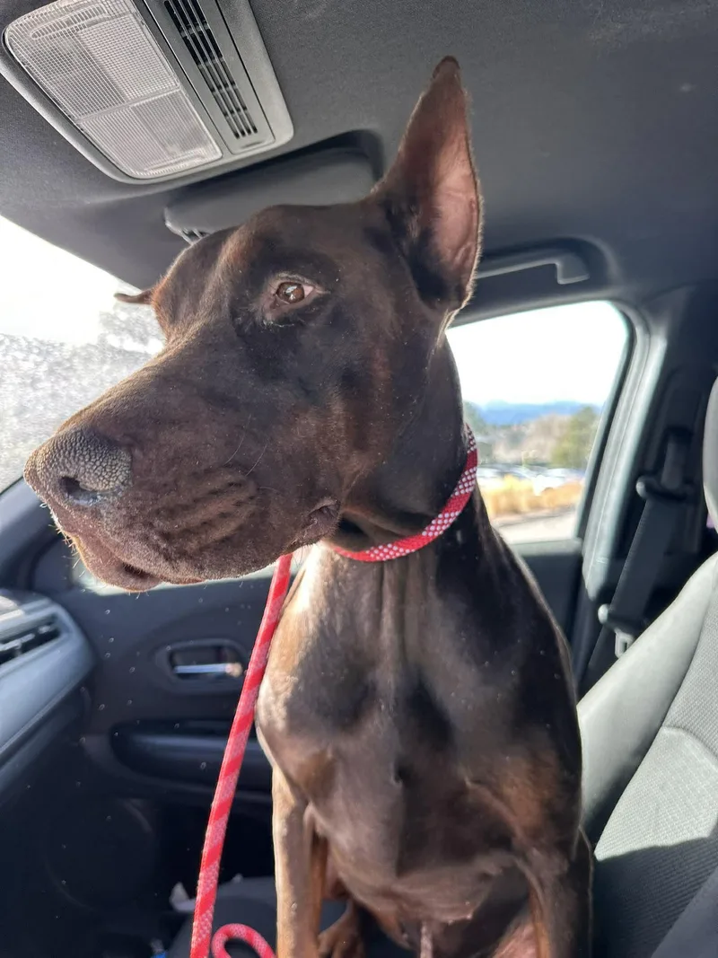 Colby Jack thumbnail 2