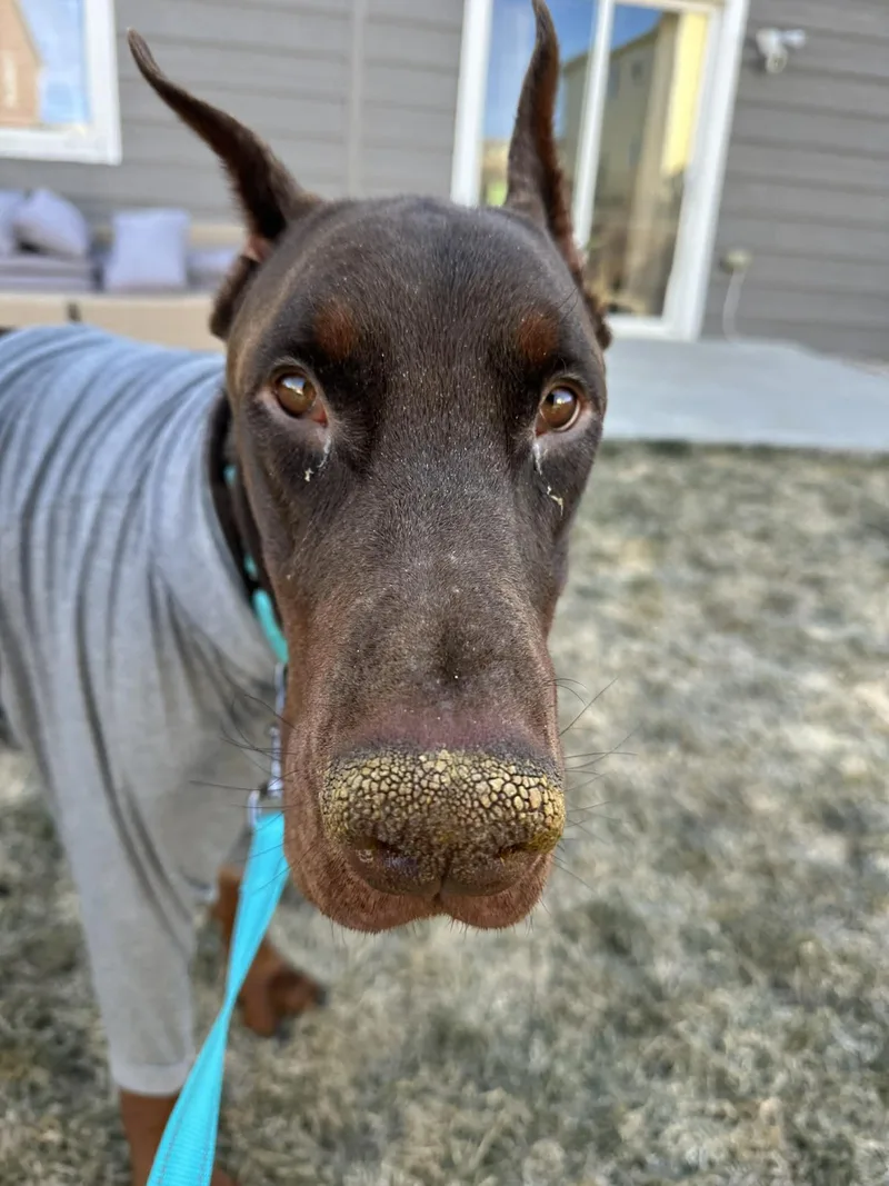 Colby Jack thumbnail 3