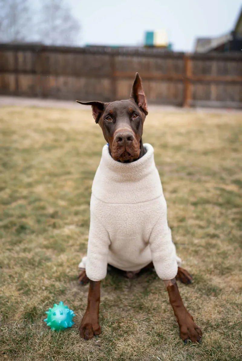 Colby Jack thumbnail 4