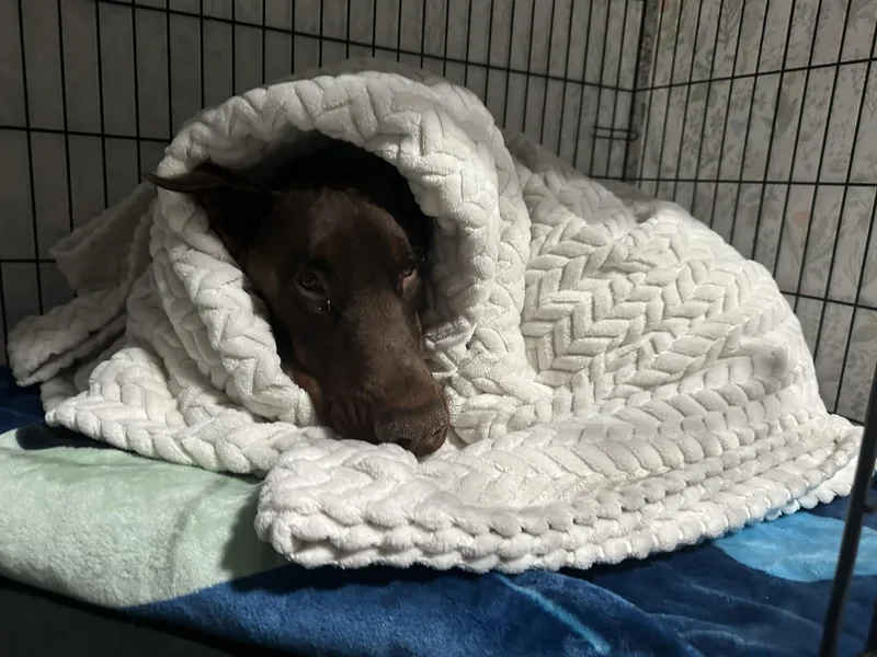 Colby Jack thumbnail 6