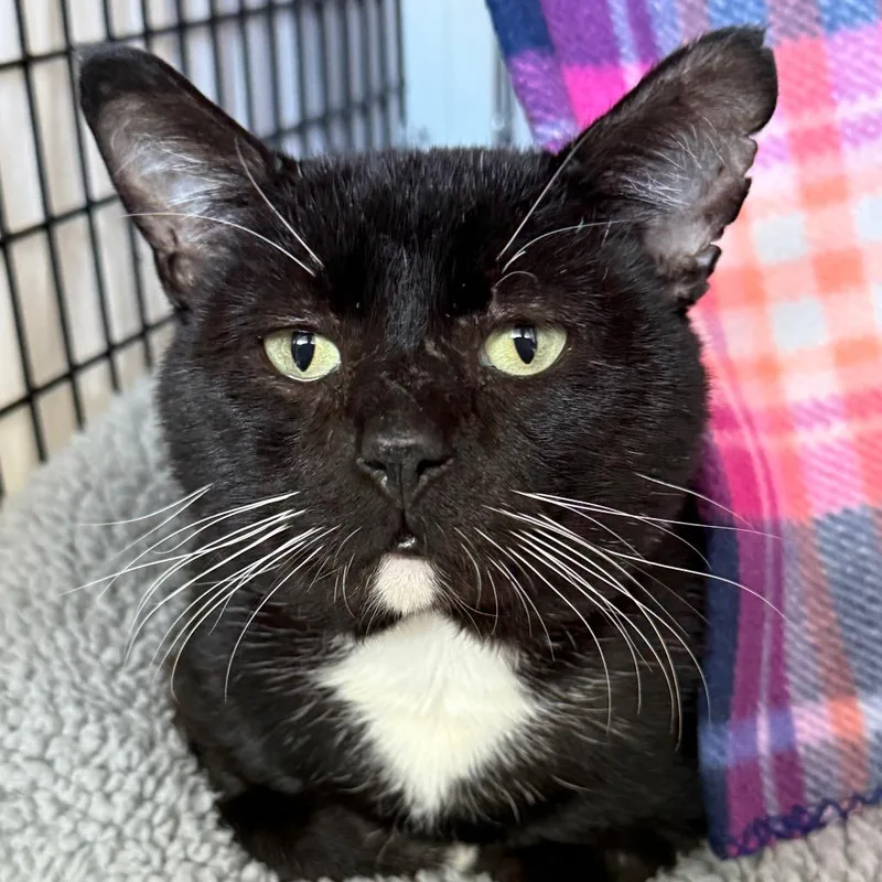 A young large-sized male Black Domestic Short Hair cat named Amos for adoption in Chicago, IL