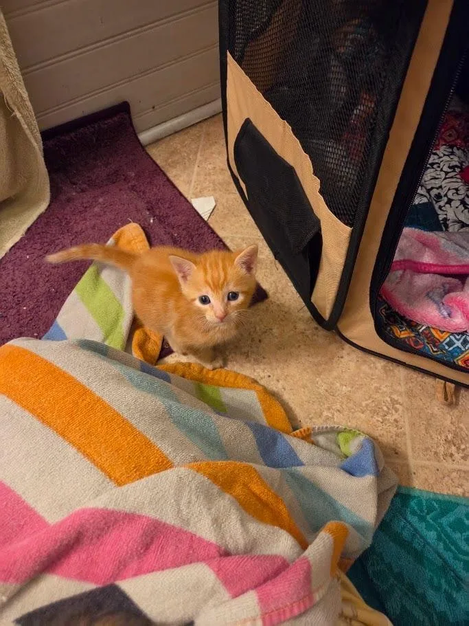 A baby medium-sized male Domestic Short Hair cat named Merry for adoption in Parkville, MD