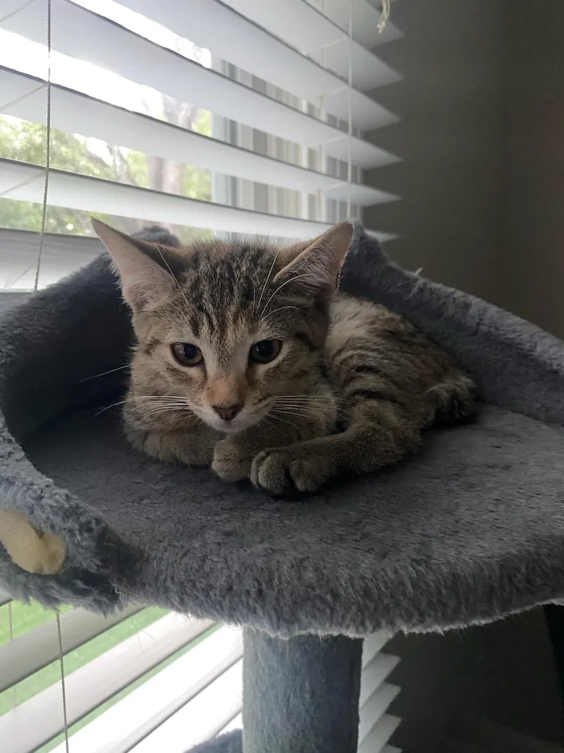 A baby small-sized female Dilute Tortoiseshell Domestic Short Hair cat named Princess and Sleepy for adoption in Ellicott City, MD