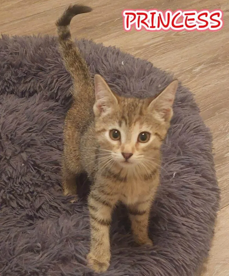 Princess and Sleepy thumbnail 2