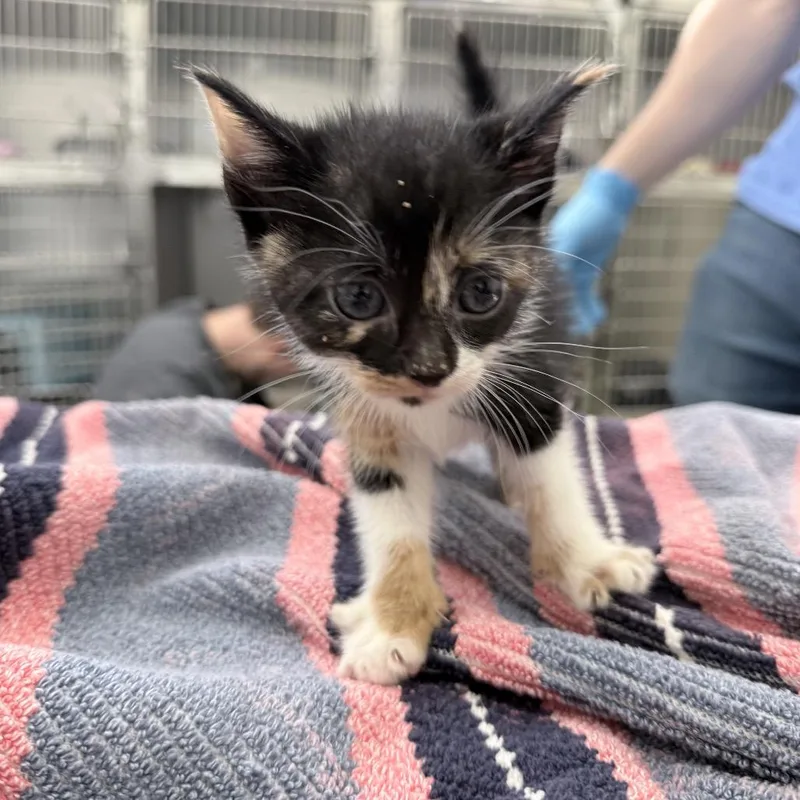 A baby small-sized female White Domestic Short Hair cat named Irina for adoption in Auburn, AL
