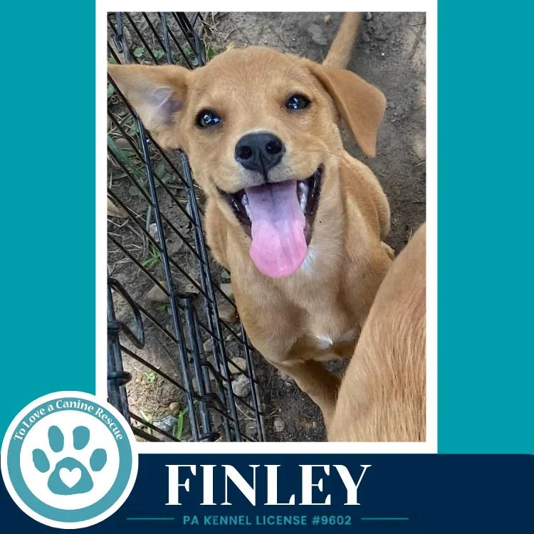 A baby medium-sized female White / Cream Labrador Retriever dog named Finley for adoption in Kimberton, PA