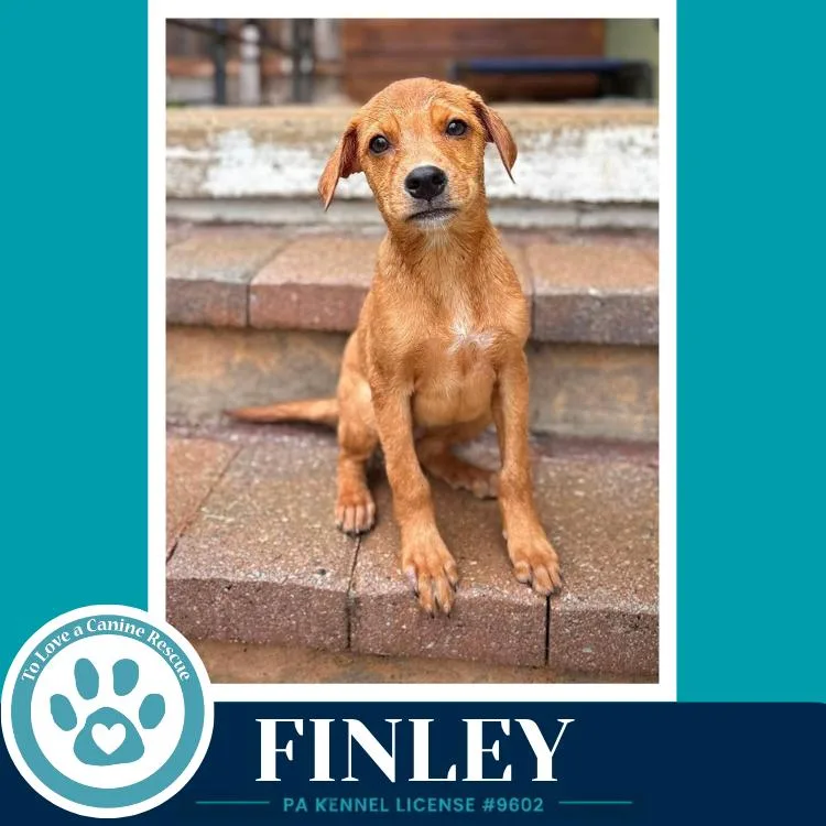Finley thumbnail 2