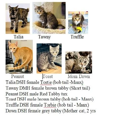 A baby medium-sized male Tabby (Orange / Red) Domestic Short Hair cat named Peanut for adoption in Salt Lake City, UT
