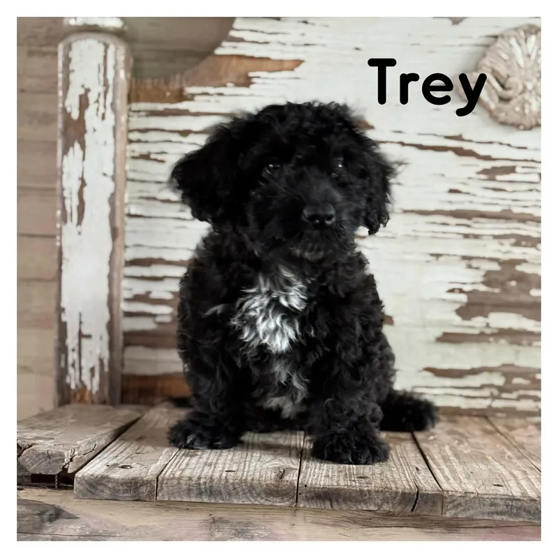 A young medium-sized male Shih Tzu dog named Trey for adoption in University Place, WA