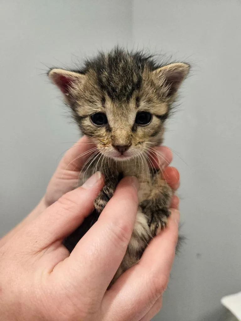 A baby medium-sized female Domestic Short Hair cat named Danish for adoption in Bloomington, IN