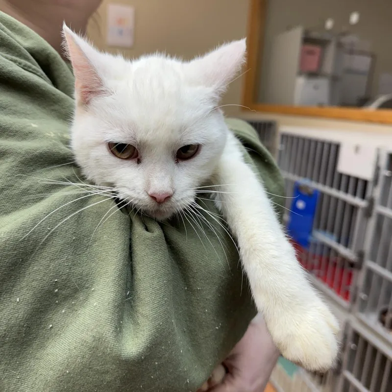 A young medium-sized female White Domestic Short Hair cat named Sophie for adoption in Madison, WI