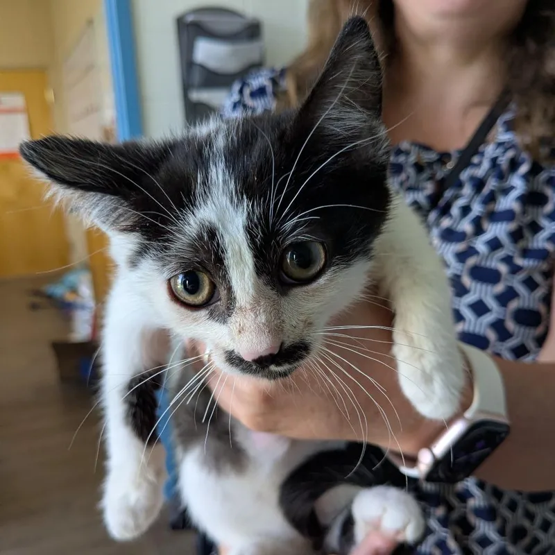 A baby small-sized female White Domestic Short Hair cat named Milkshake for adoption in Danville, KY