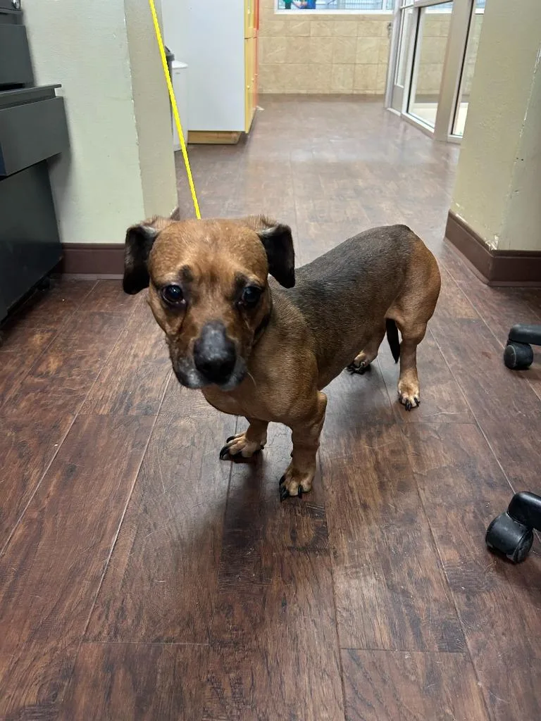An adult medium-sized male Dachshund dog named Dog Kennel for adoption in Greenville, TX