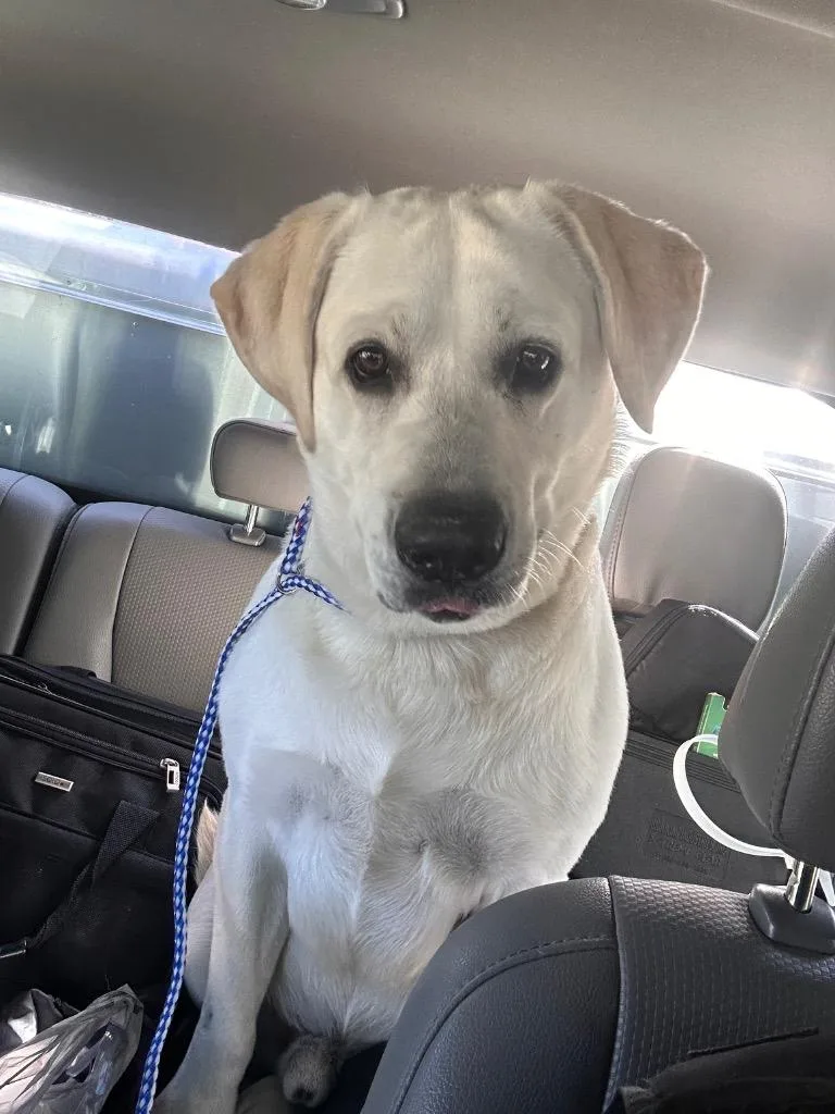 An adult large-sized male Mixed Breed dog named Campeanut Butter for adoption in Rome, GA