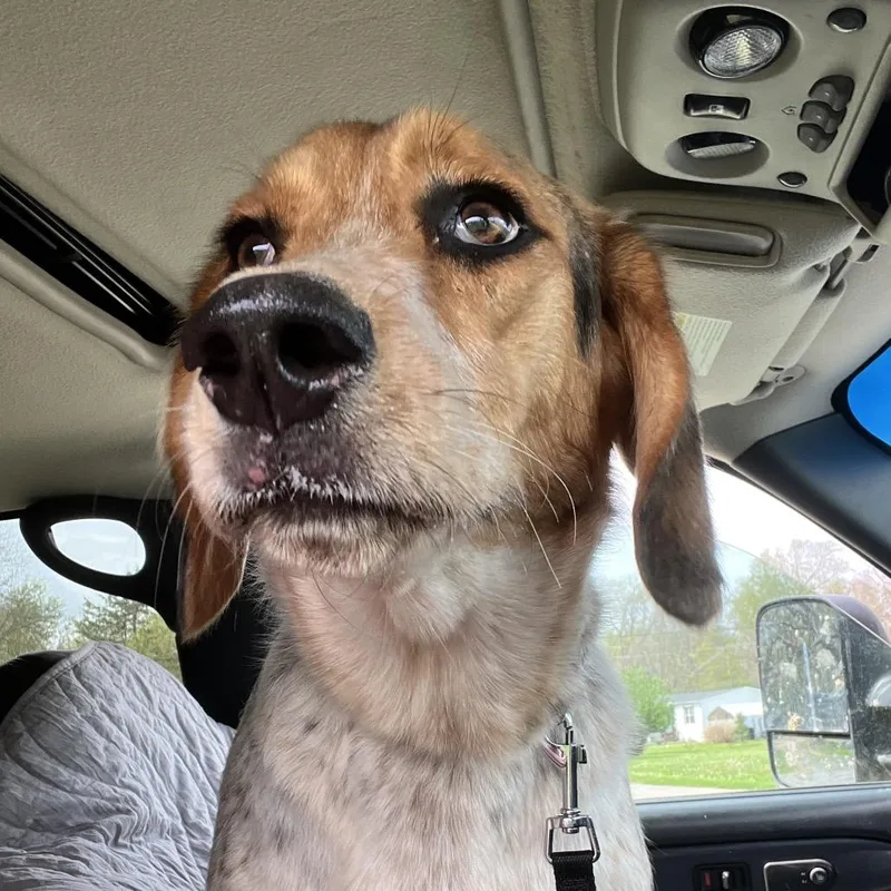 An adult medium-sized male Beagle dog named Bagel for adoption in Kokomo, IN