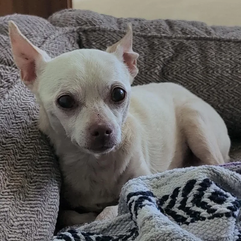 A senior small-sized male White / Cream Mixed Breed dog named Bon Bon for adoption in Leander, TX