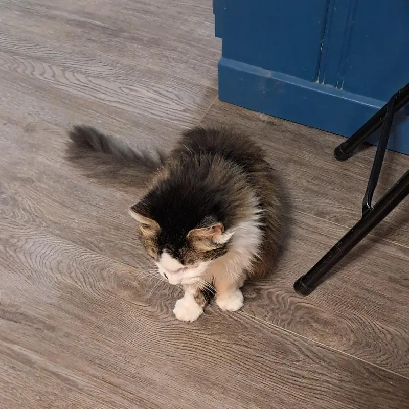 A senior medium-sized male Brown / Chocolate Domestic Long Hair cat named Fluffy for adoption in Smithville, TN
