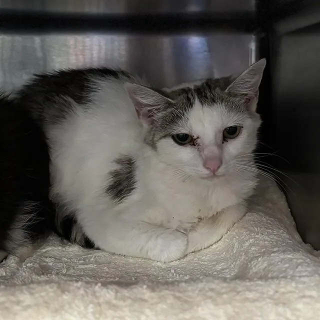 A baby medium-sized male Domestic Short Hair cat named Toad for adoption in Huntsville, AL