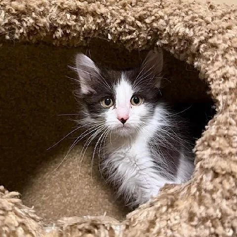 A baby medium-sized female Black & White / Tuxedo Domestic Medium Hair cat named Penny Lane for adoption in Salt Lake City, UT