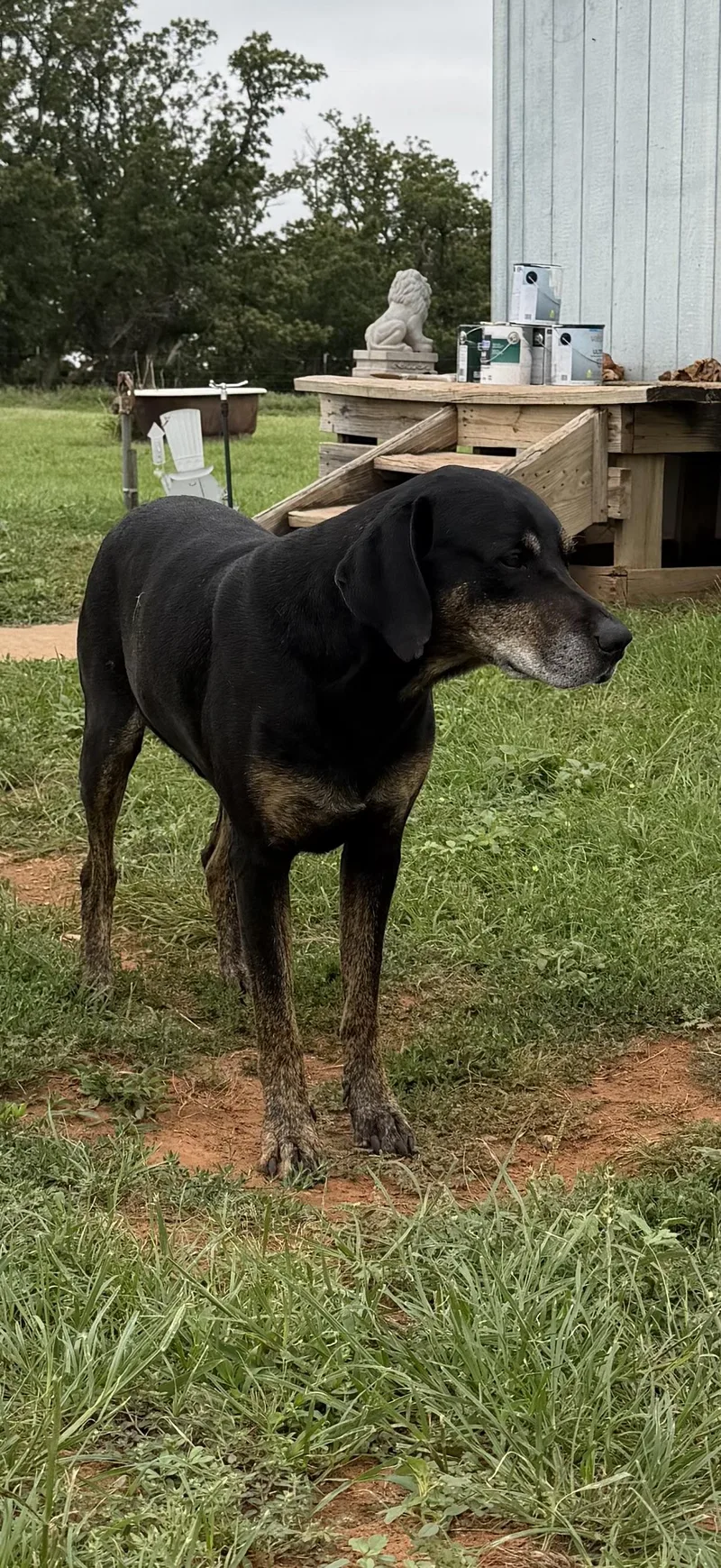 A senior large-sized male Black Catahoula Leopard Dog dog named General for adoption in Carnegie, OK