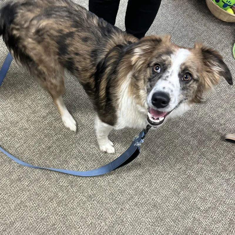 A young large-sized male Merle (Blue) Australian Shepherd dog named Atlas for adoption in  Perry, OK