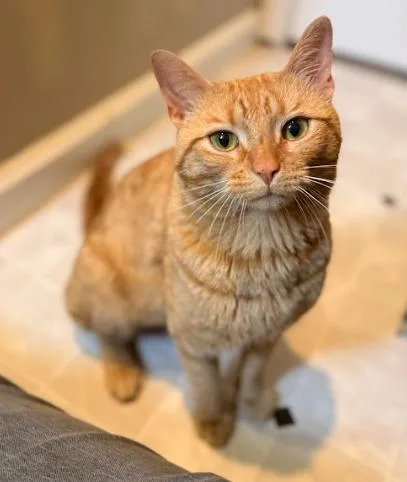 An adult medium-sized male Tabby (Orange / Red) Tabby cat named Tate for adoption in Indianapolis, IN