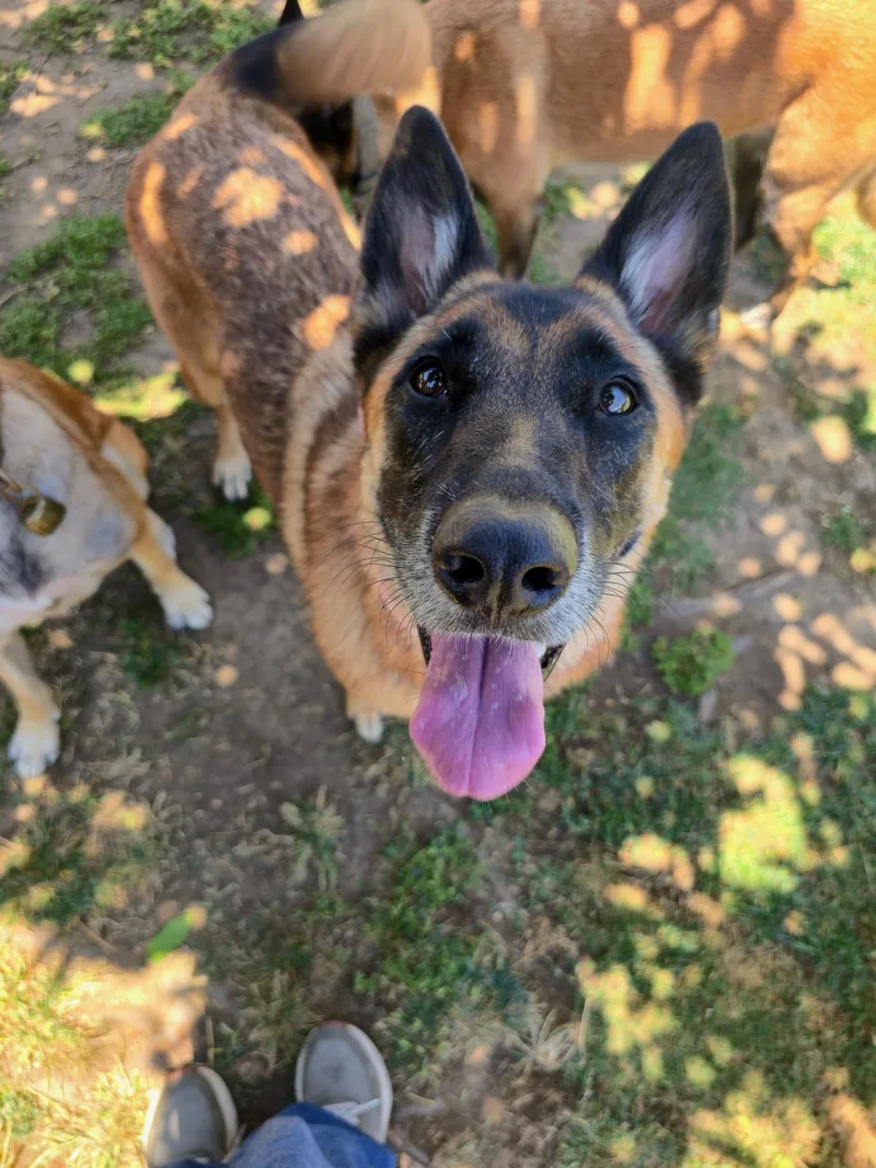 A young large-sized female Belgian Shepherd / Malinois dog named Mia for adoption in santa monica, CA