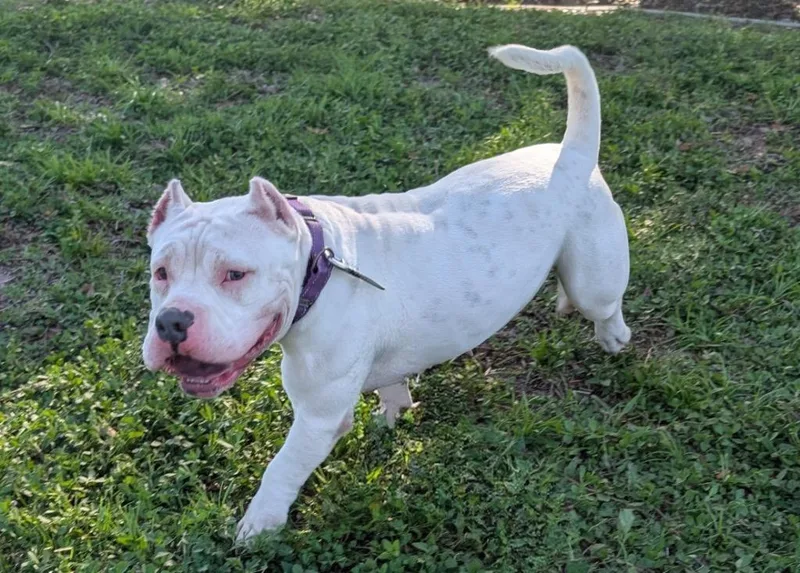 Gorditashort And Sweet! thumbnail 2