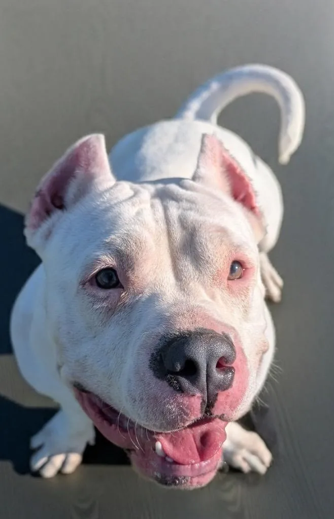 Gorditashort And Sweet! thumbnail 3