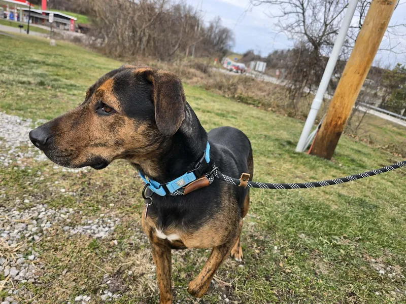 An adult large-sized male Black Hound dog named Cooper for adoption in St. Clairsville, OH