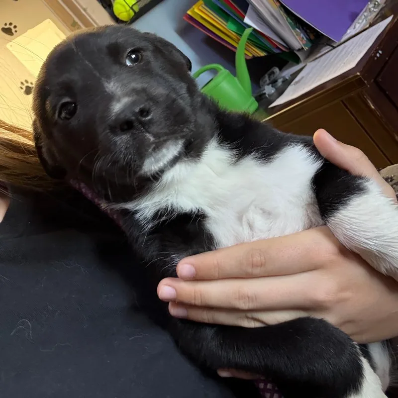 A baby medium-sized female Black Collie dog named Camila for adoption in Casa Grande, AZ