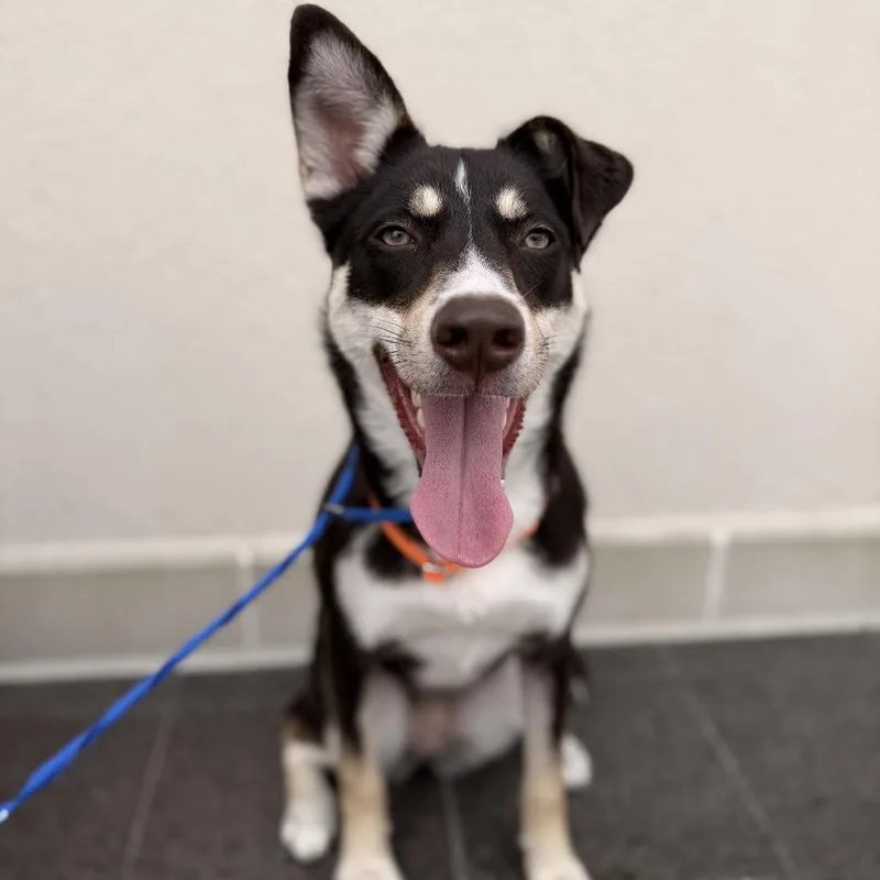 A young medium-sized female Black Mixed Breed dog named Austin for adoption in Webster, TX