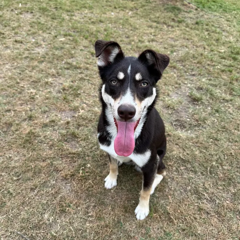 Austin thumbnail 4