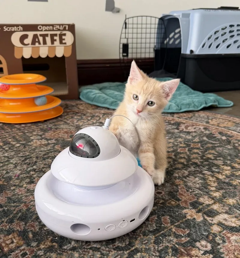 A baby small-sized male Domestic Short Hair cat named Tango for adoption in Fort Lauderdale, FL