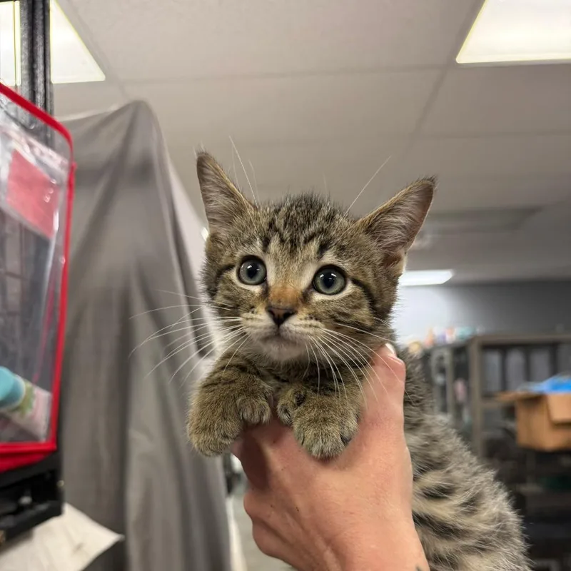 A baby small-sized male Brown / Chocolate Domestic Short Hair cat named Walnut for adoption in Richmond, IN