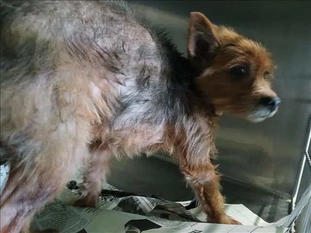 A senior small-sized male Yorkshire Terrier dog named Bentley for adoption in Los Angeles, CA