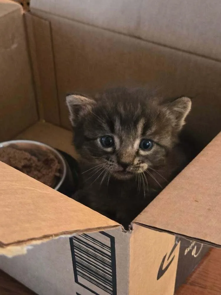 A baby small-sized female American Shorthair cat named Sprinkle for adoption in sylmar, CA