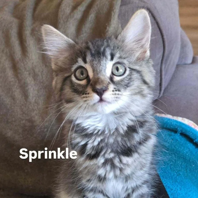 Sprinkle thumbnail 3